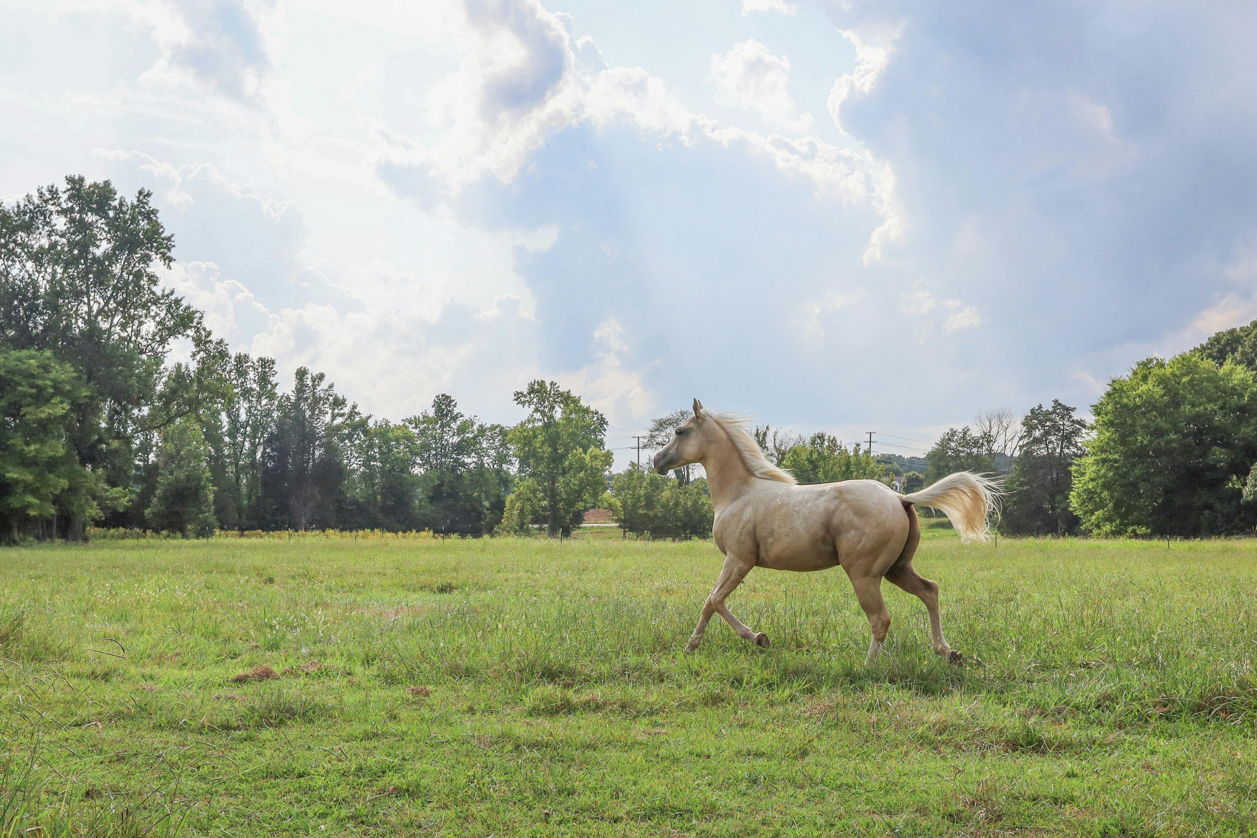 A palomino horse moving freely across an open paddock